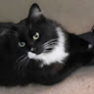 Meet your Posher, James